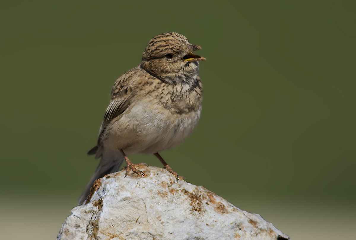 Lesser Short-toed Lark